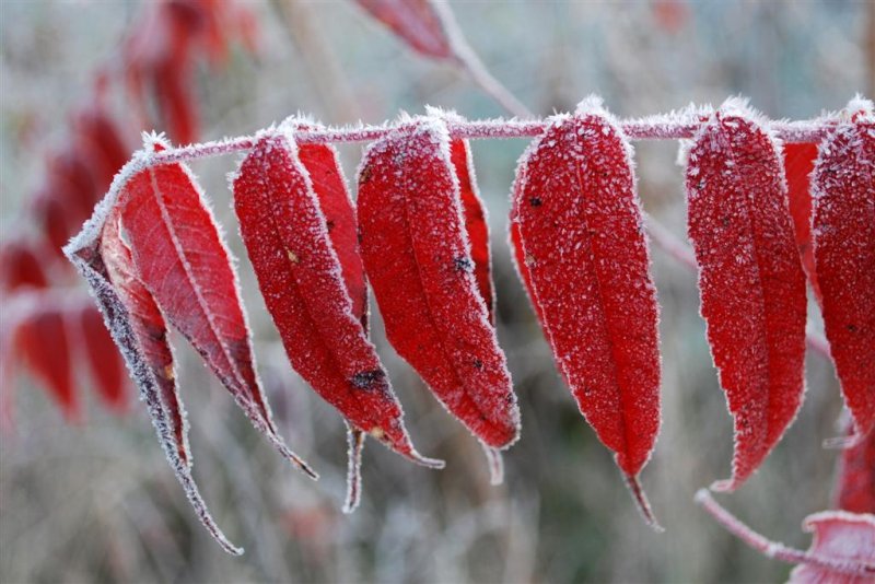 Sumac and Frost