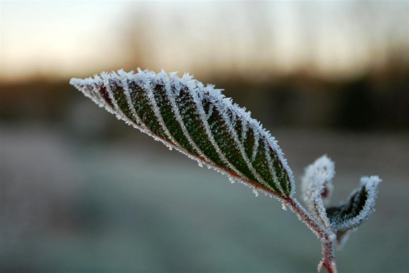 Blackberry Frost