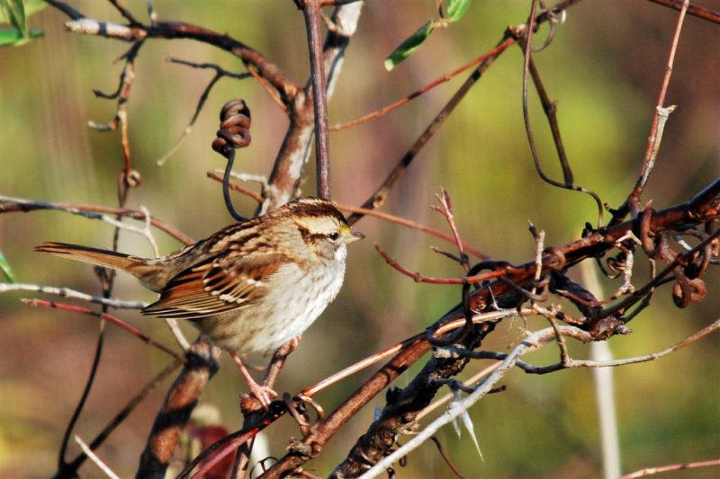 White-throated Sparrow