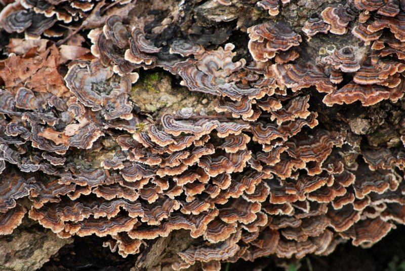 Turkey Tails