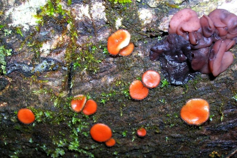 Scarlet Cups