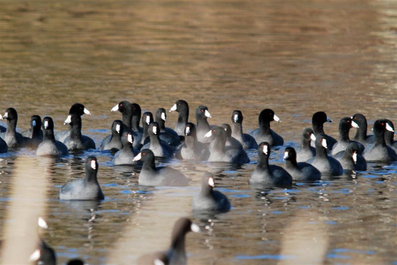 Covert of Coots