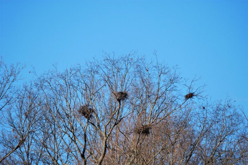 Great Blue Rookery Waiting