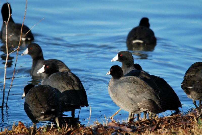 Ole Red-eyed Coots