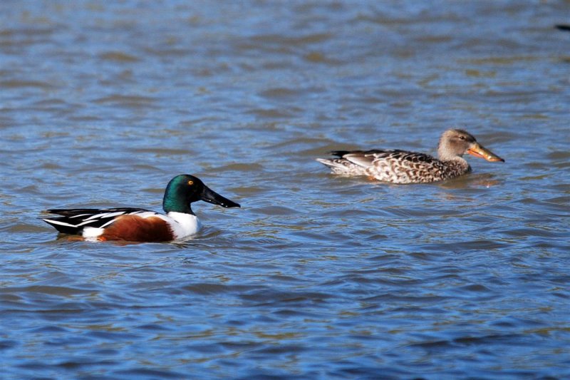 Northern Shovelers