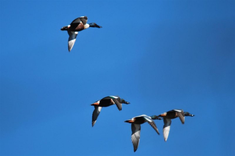 Shovelers in Flight