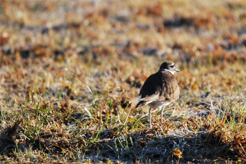 Killdeer