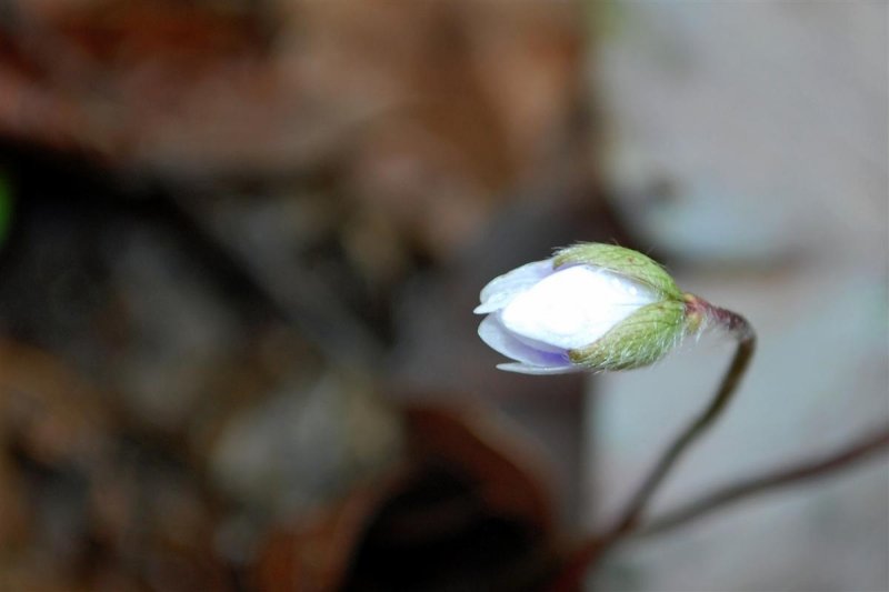 Hepatica Bloom - February 5th