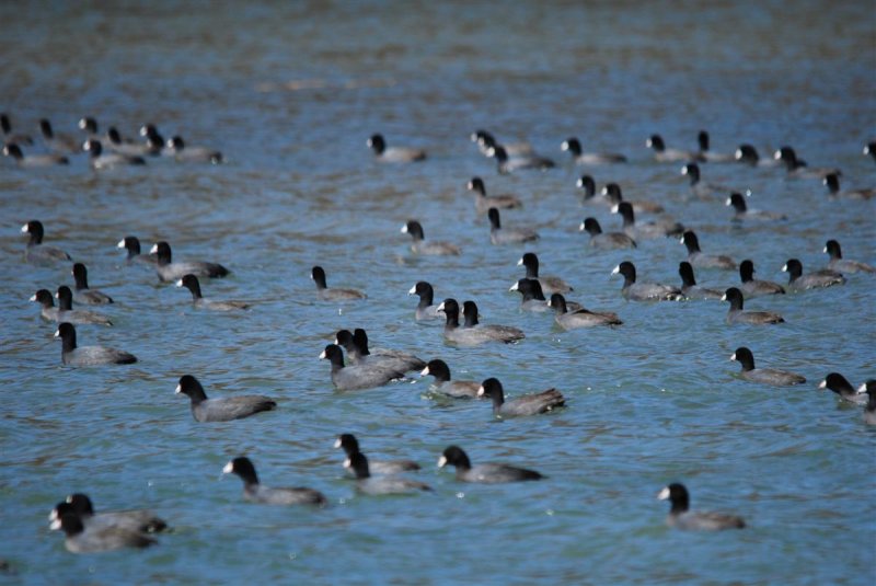 Raft of Coots
