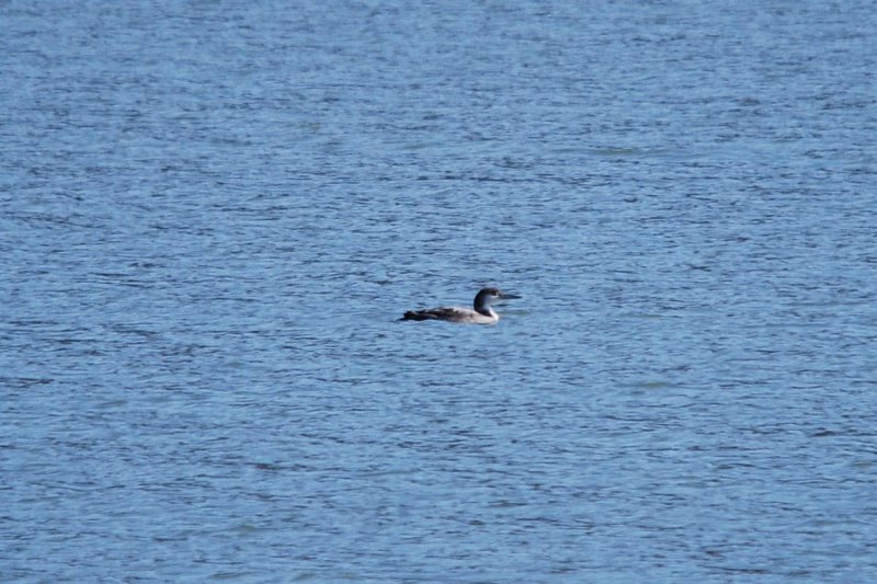 Solitary Loon
