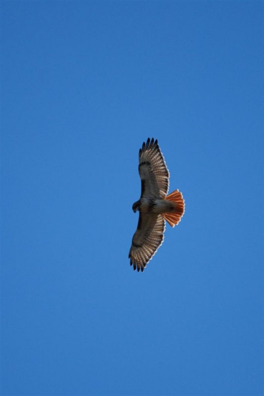 Soaring Red-Tail