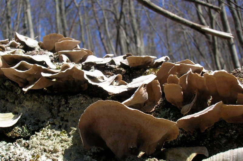 Fungal Folds