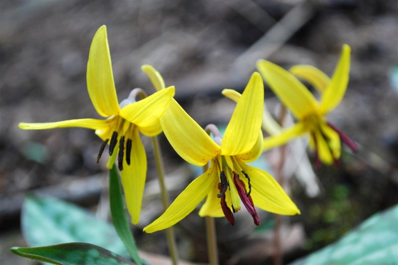 Yellow Trout Lilies