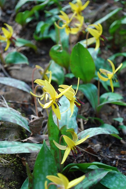 Thousands of Trout Lilies