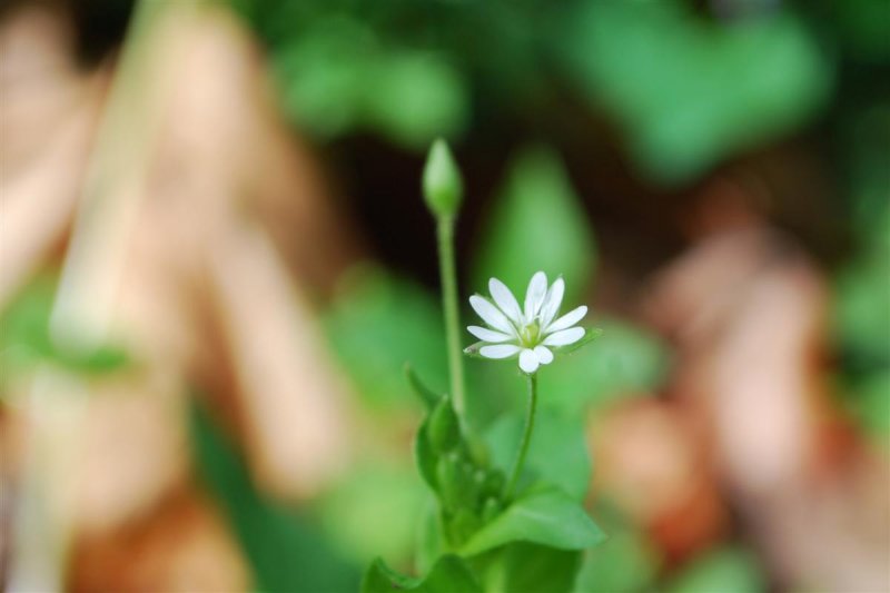 Mouse-ear Chickweed ?