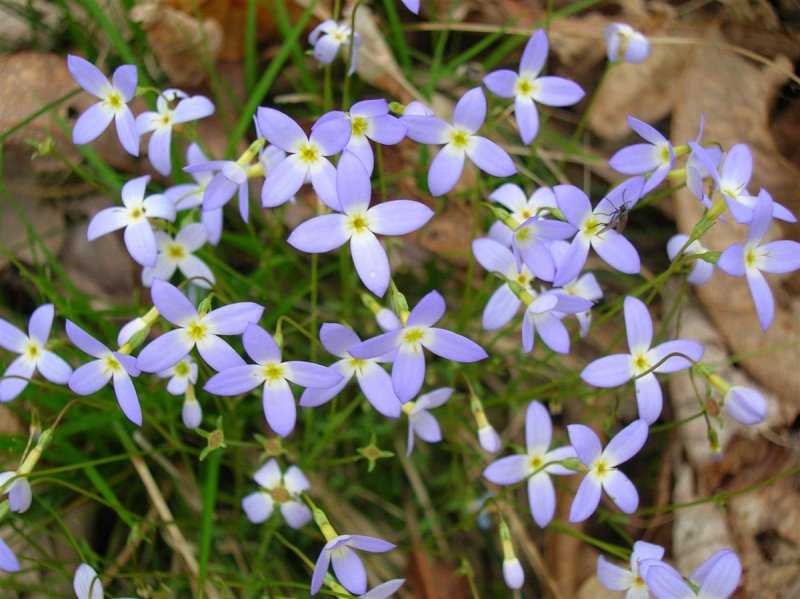 Bevy of Bluets