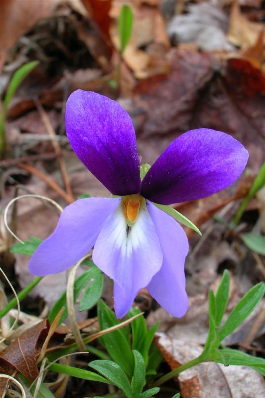 Bicolor Violet