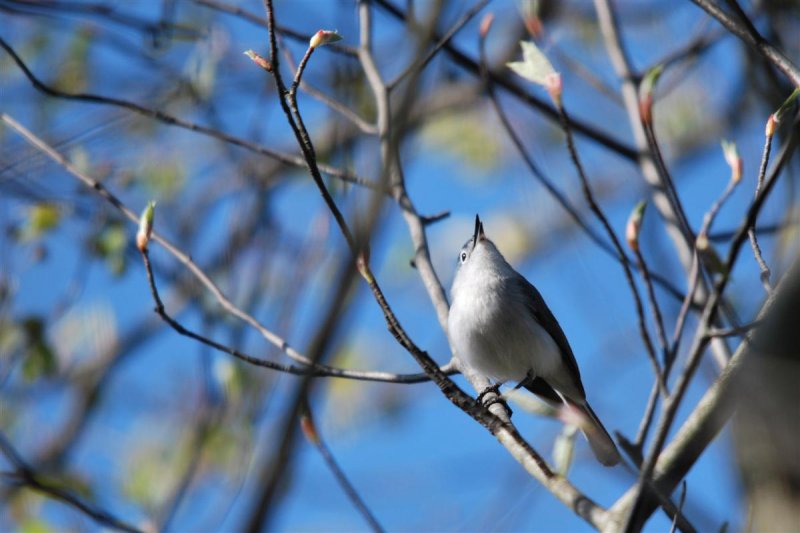 Blue-gray Gnatcatcher