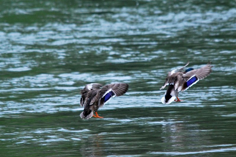 Synchronized Landing