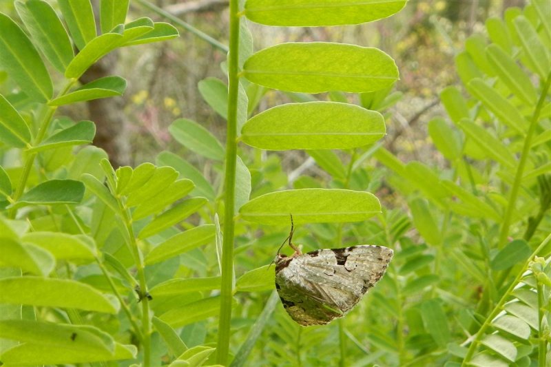 Spot-edged Dyspyralis Moth ?