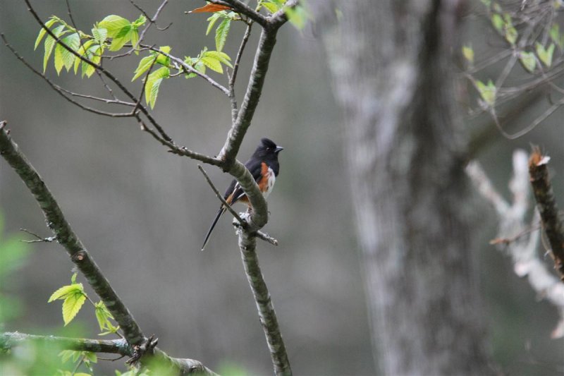 Towhees in the Mist