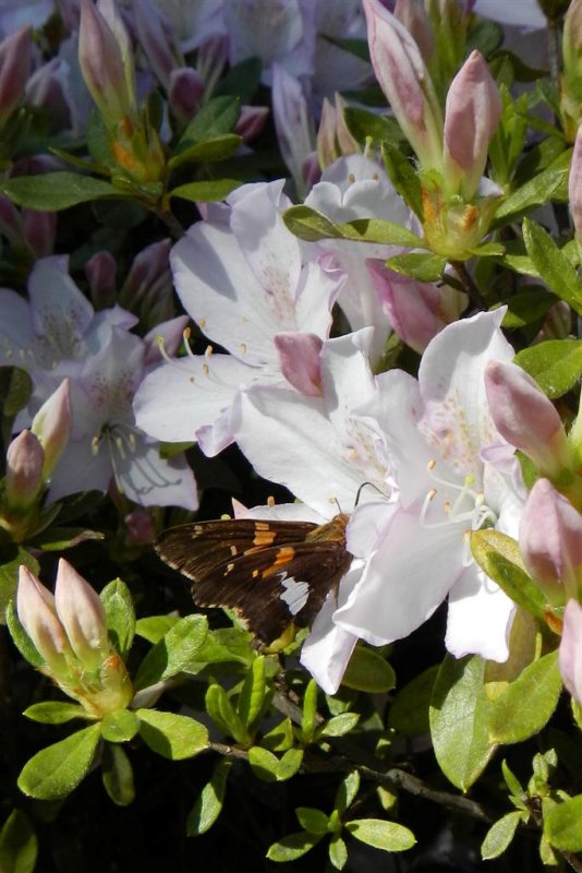 Silver-spotted Skipper