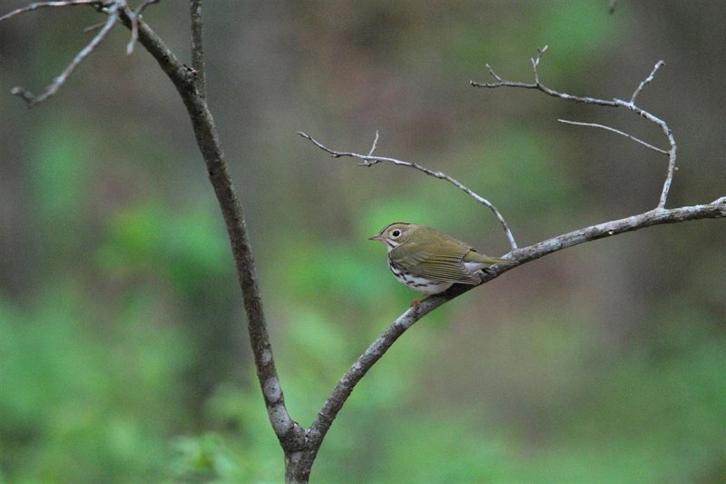 Ovenbird