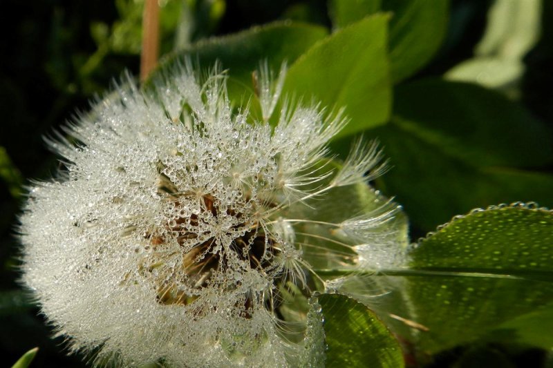 Dandelion Dew
