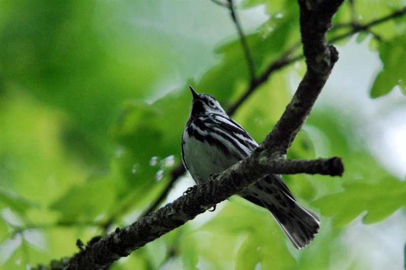 Black-and-white Warbler