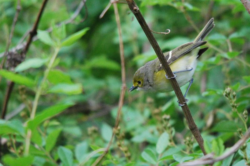 White-eyed Vireo
