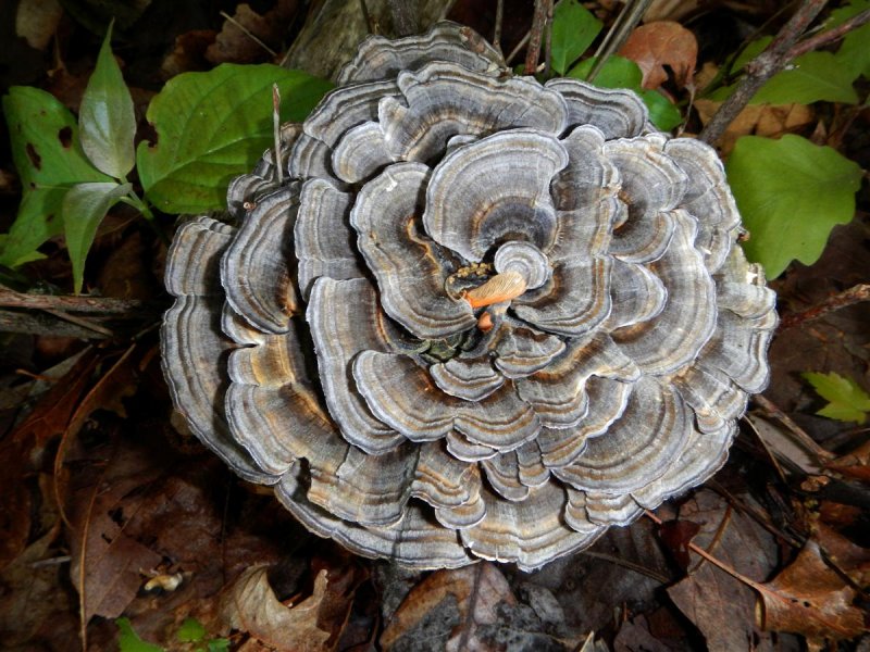 Turkey Tail Swirl