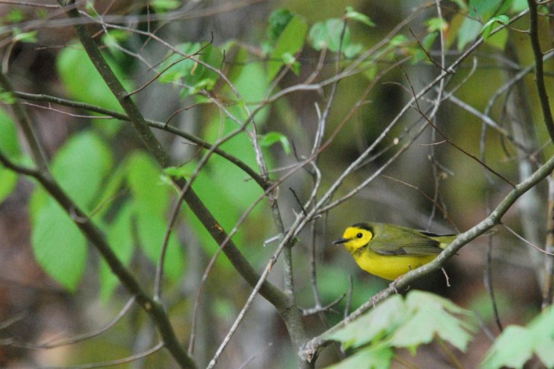 Hooded Warbler