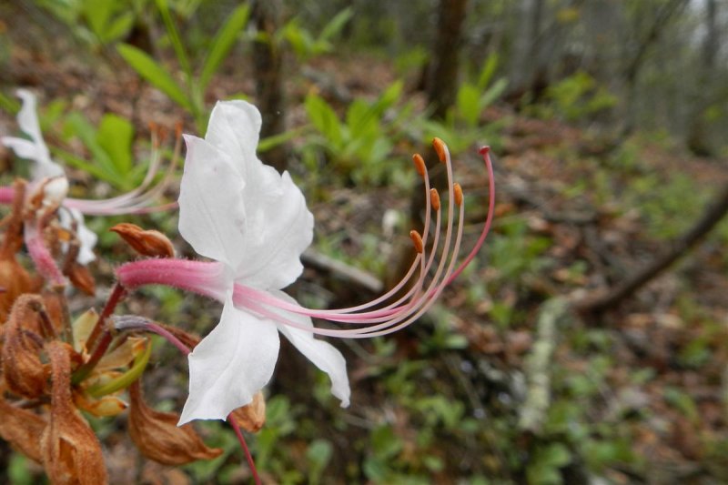 Pinxterflower