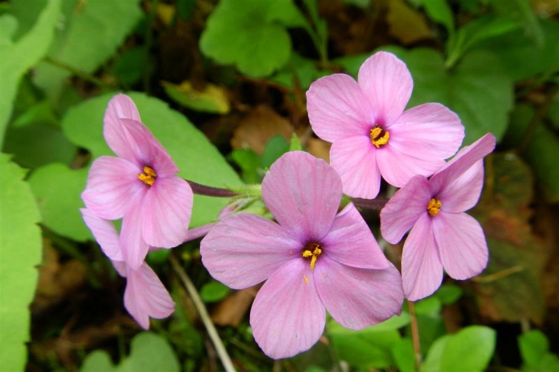 Pink Flowers