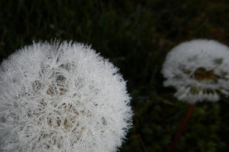 Ice Moons