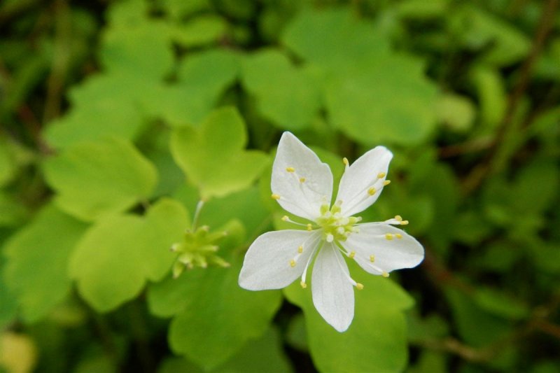 Rue Anemone ?