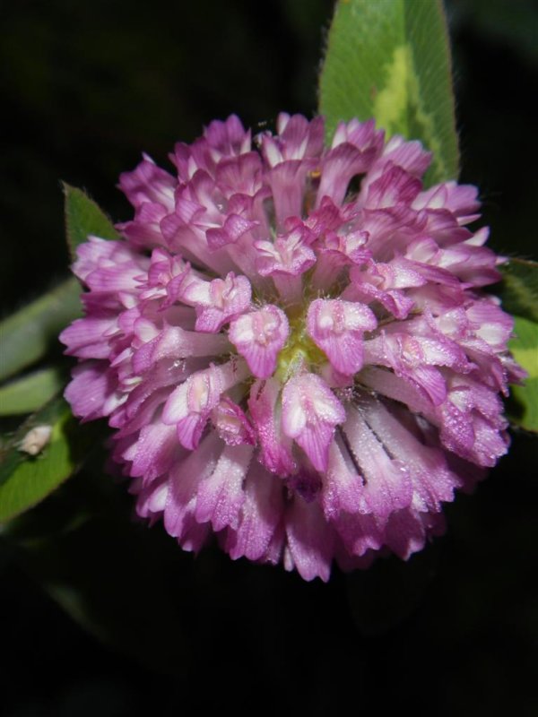 Red Clover Bloom