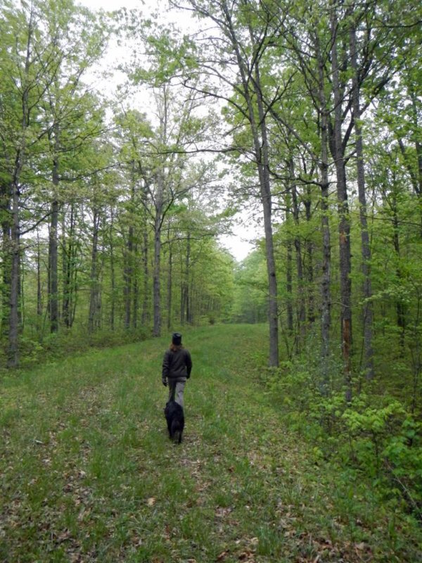 Forest Service Roads