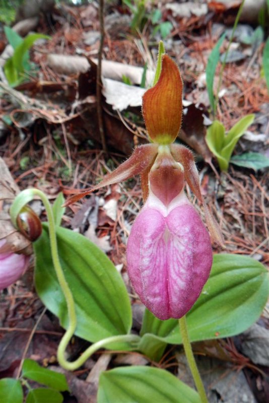 Pink Lady's Slipper