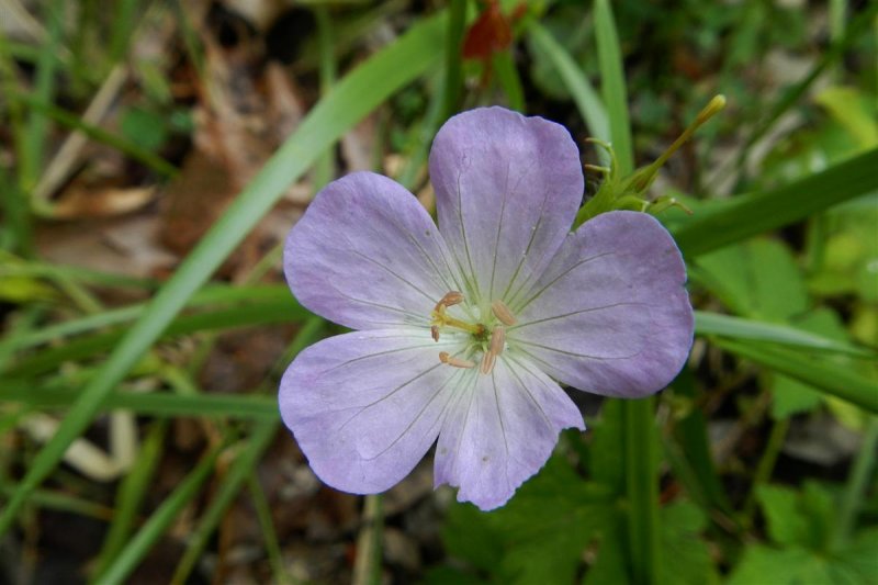Wild Geranium