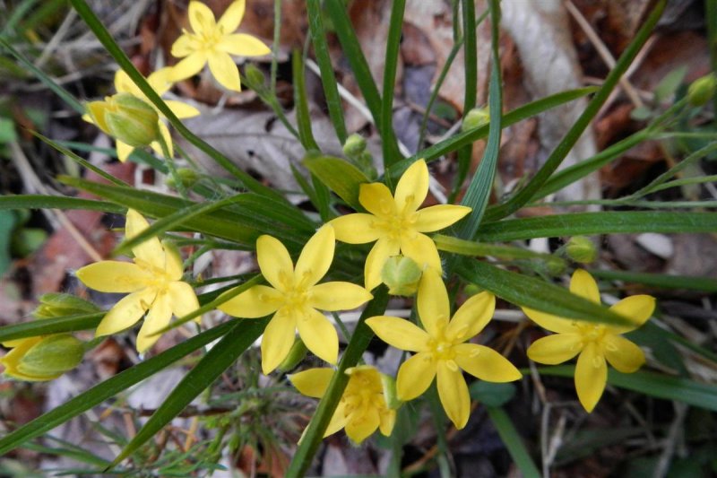 Yellow Star Grass