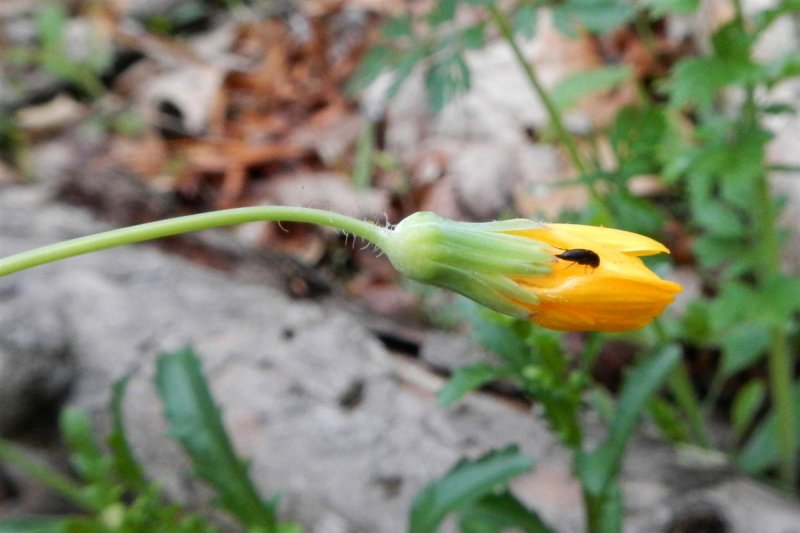 Orange Hawkweed