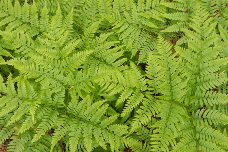 Fractal Ferns