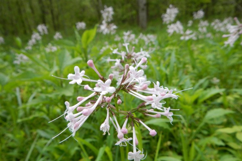 Large-flowered Valarian