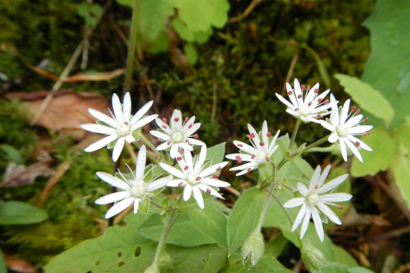 Star Chickweed