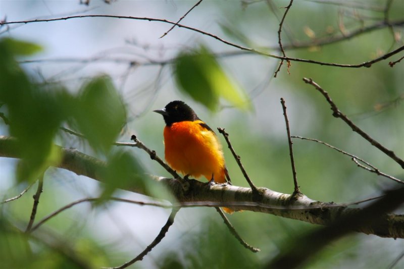 Flash of Orange