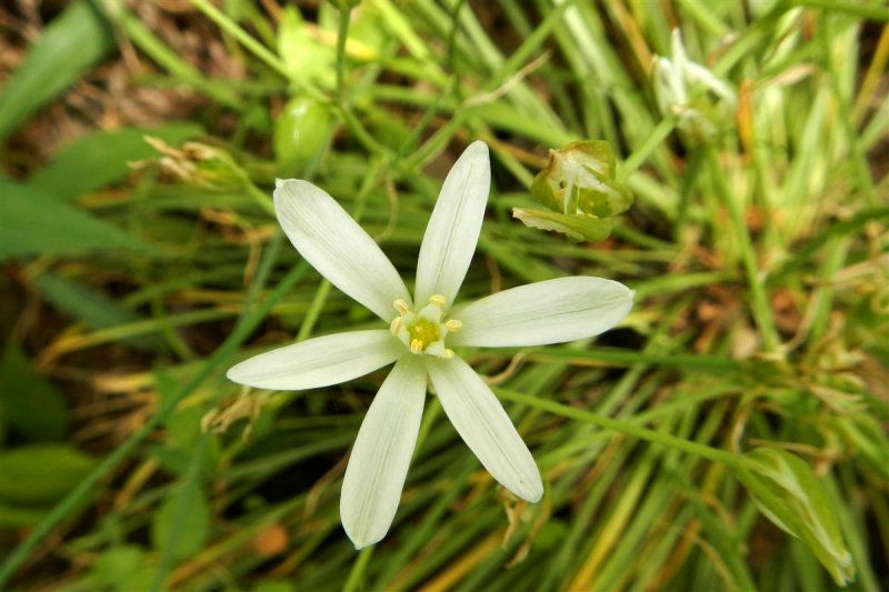 White Rain Lily?