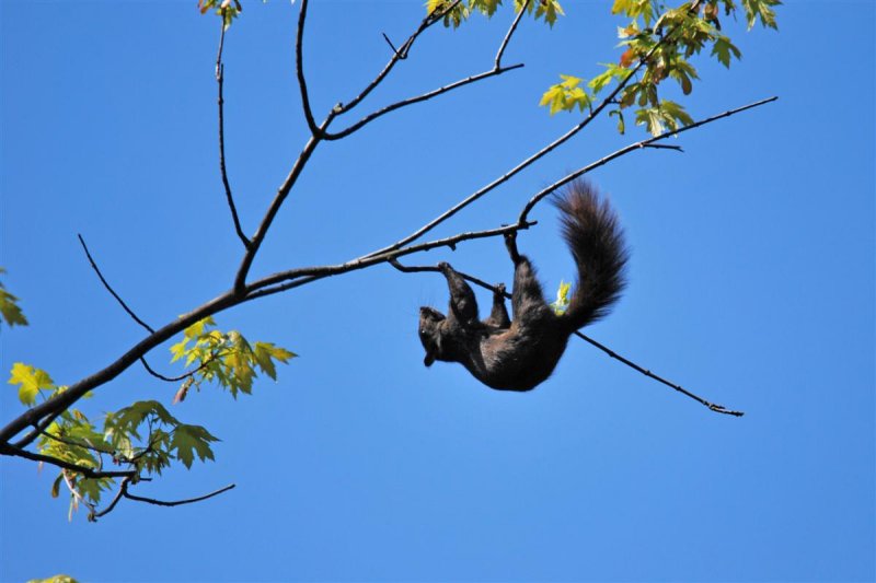 Black Squirrels of Niagara