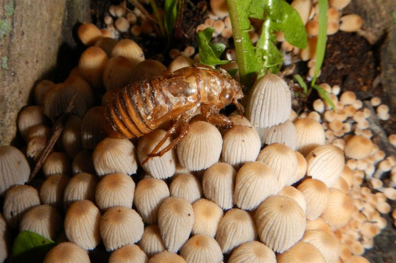 Cicada Skin and Fungi