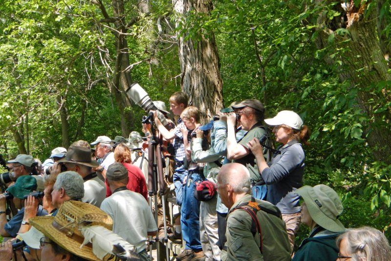 Connecticut Warbler Spotted